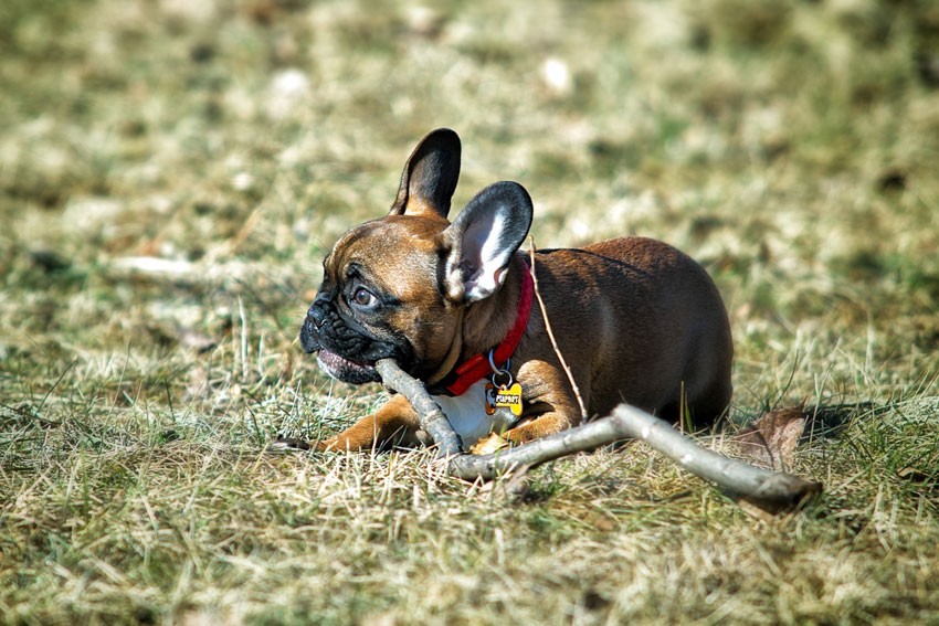 French Bulldog chewing habits 1