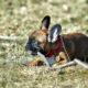 French Bulldog chewing habits