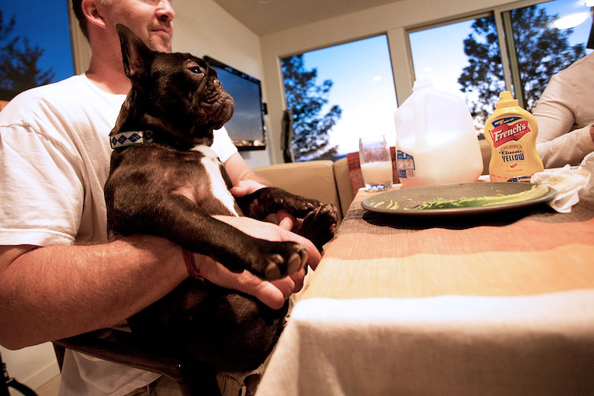 French Bulldog diet and nutrition 1