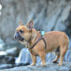 French Bulldog exercise needs