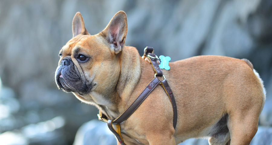 French Bulldog exercise needs