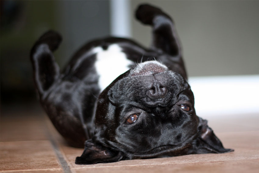 French Bulldog grooming demands 1