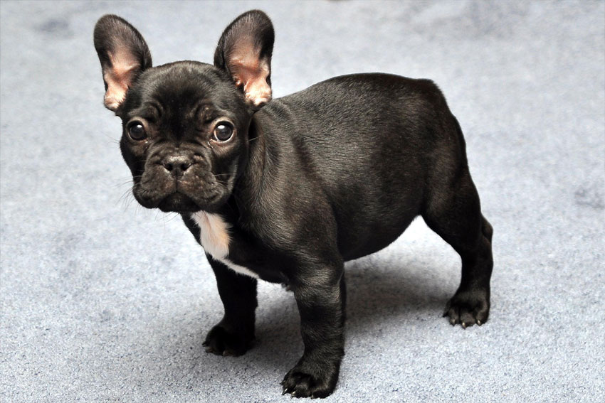 French Bulldog grooming demands 2