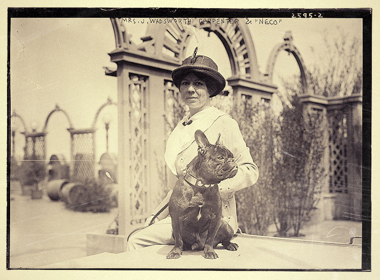 French Bulldog history 1