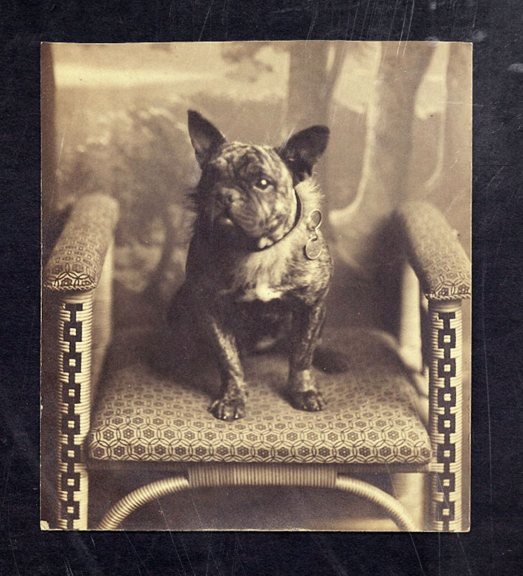 French Bulldog history 3