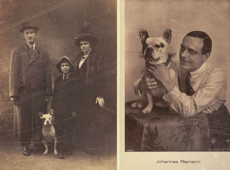 French Bulldog history 4