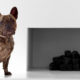 French Bulldog in the house – how they get along with kids and other animals