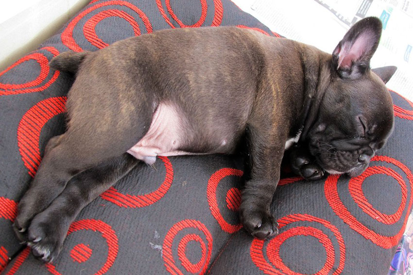 French Bulldog pros and cons 3