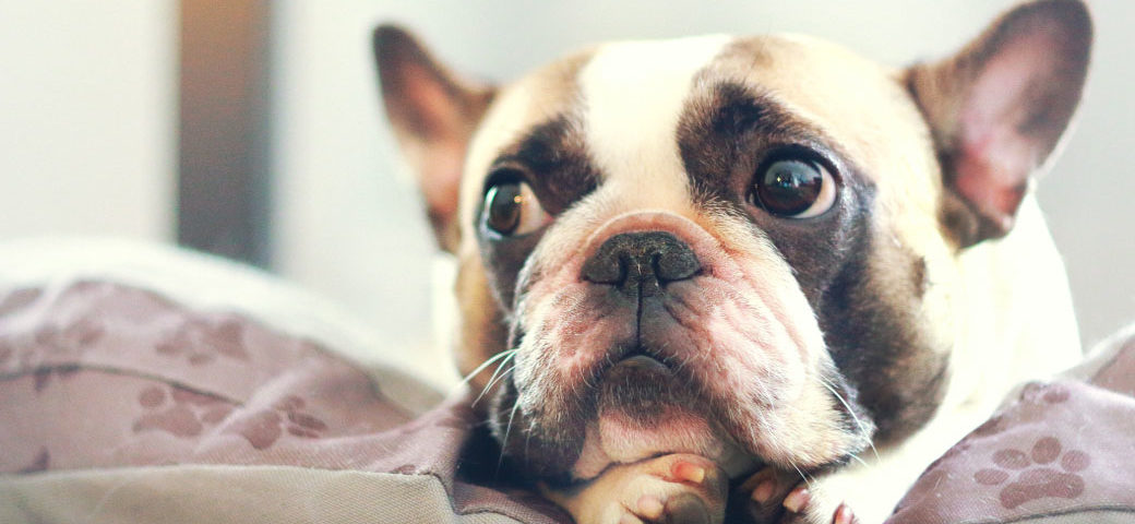 French Bulldog pros and cons