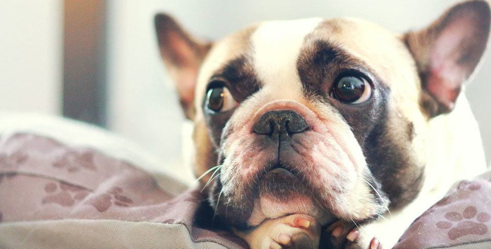 French Bulldog pros and cons