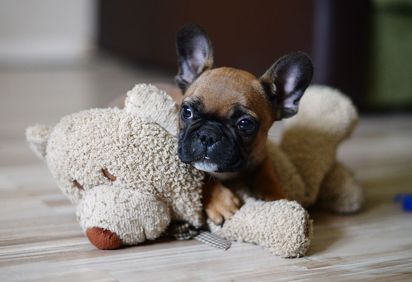 French Bulldog puppy socialization 2