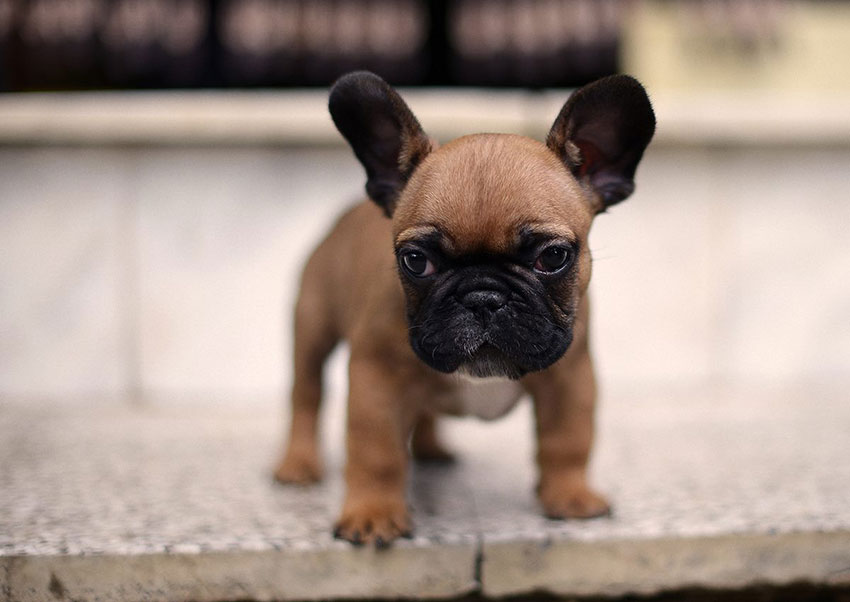 French Bulldog puppy socialization 3