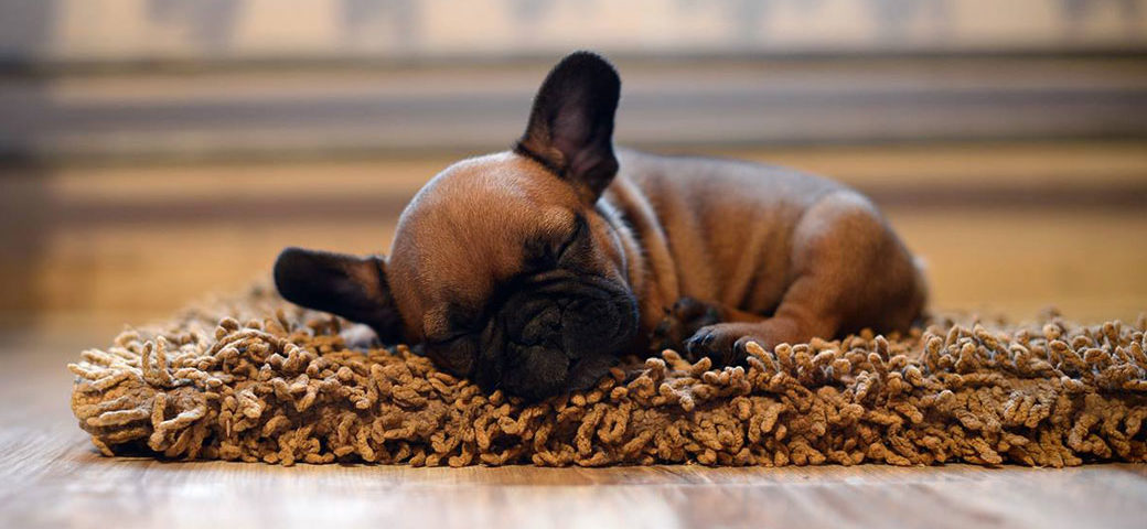 French Bulldog puppy socialization