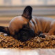 French Bulldog puppy socialization