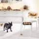 French Bulldog raw diet