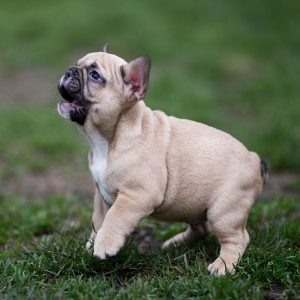 french bulldog tail