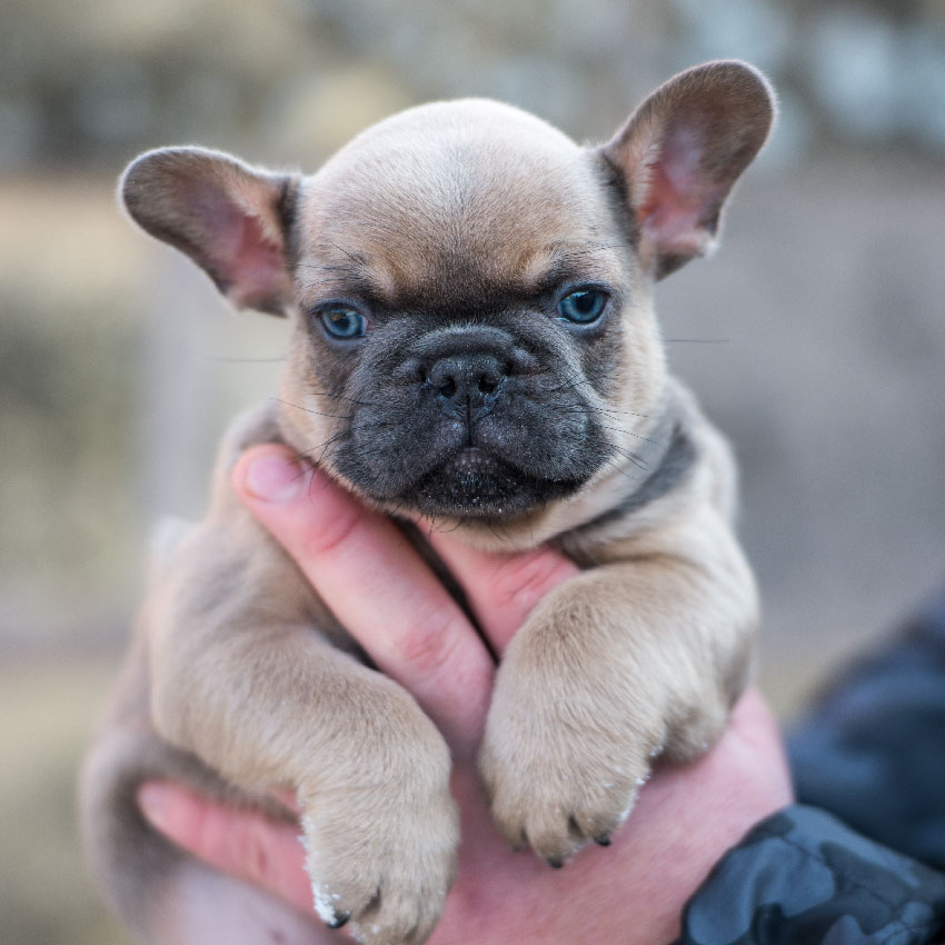 french bulldog health and care