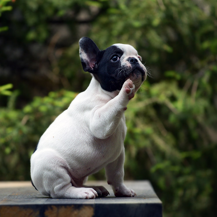 why do french bulldogs need a harness