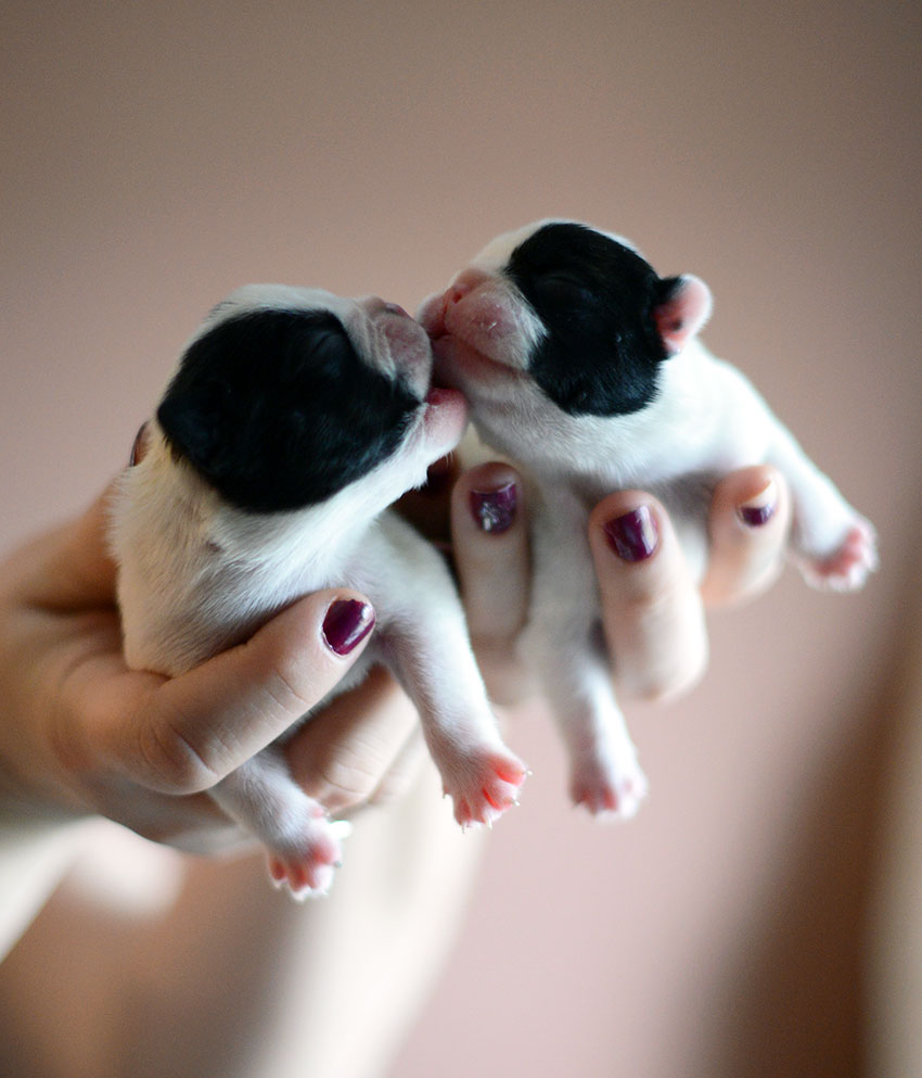 New Panda litter 2