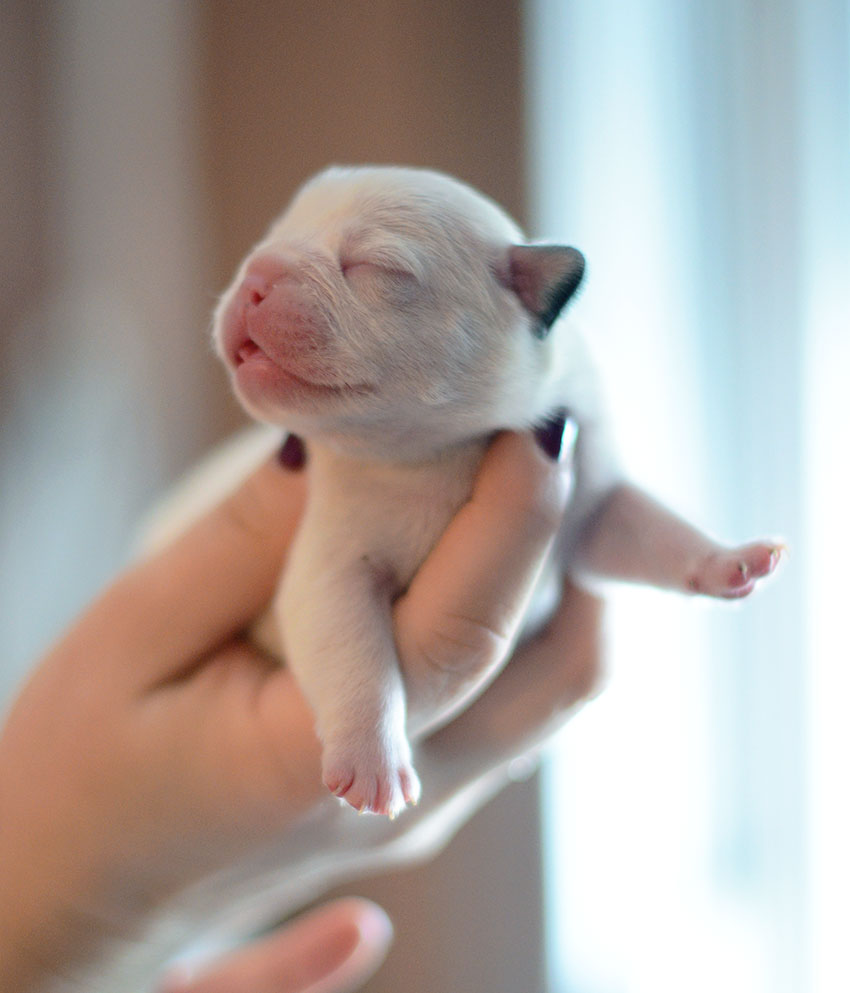 New Panda litter 3
