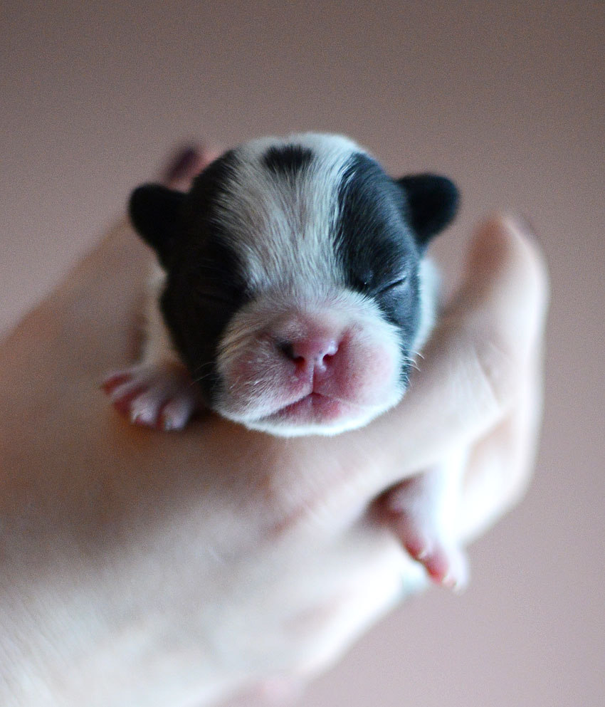 New Panda litter 4