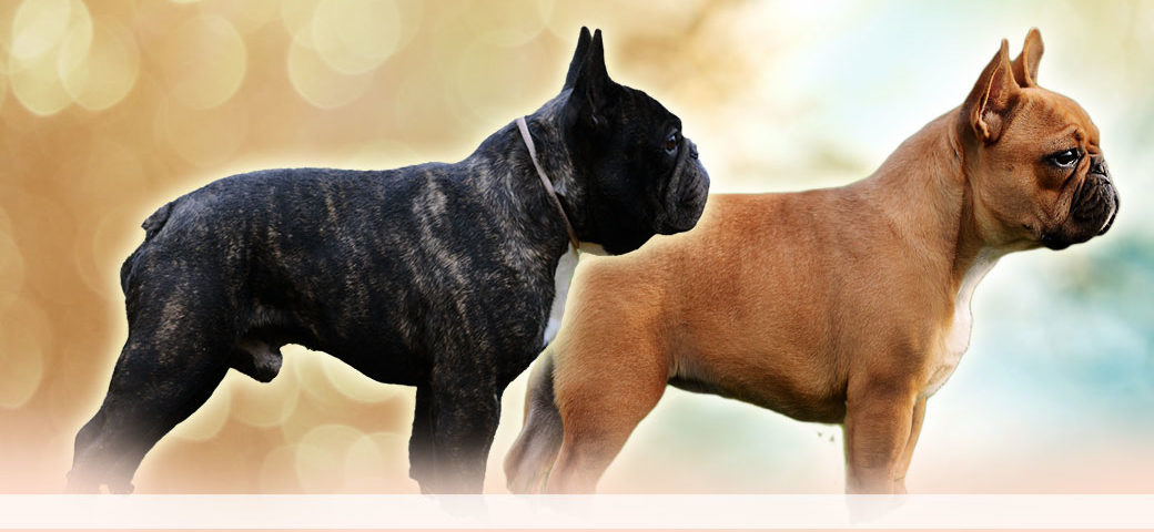 Golden breeding