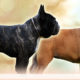 Golden breeding
