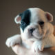 Guido x Crystal Ball litter