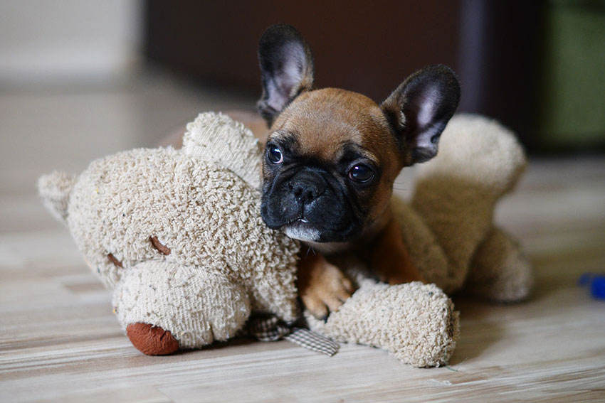 Teaching your puppies right from the start 1