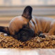 How to potty train your French Bulldog