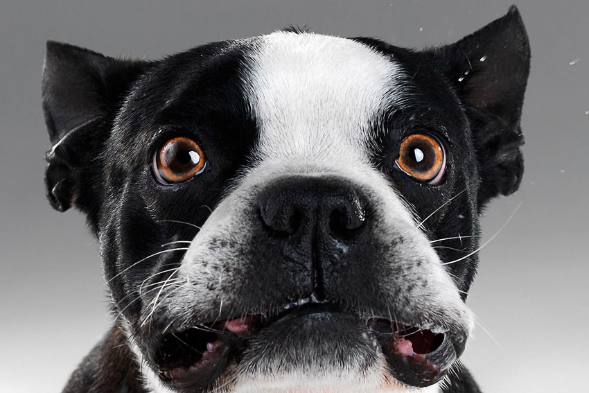 How to stop your French Buldog’s excessive barking 1
