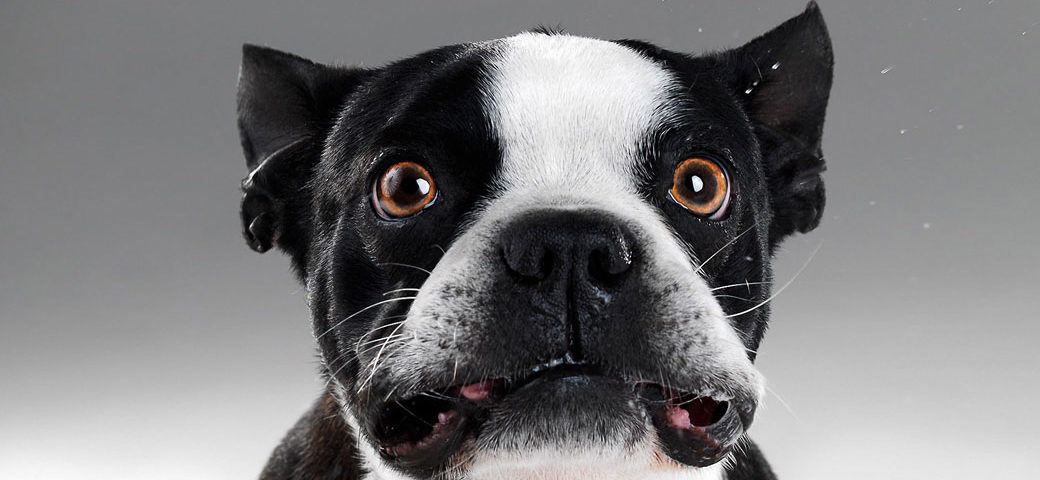 How to stop your French Buldog’s excessive barking