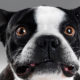 How to stop your French Buldog’s excessive barking