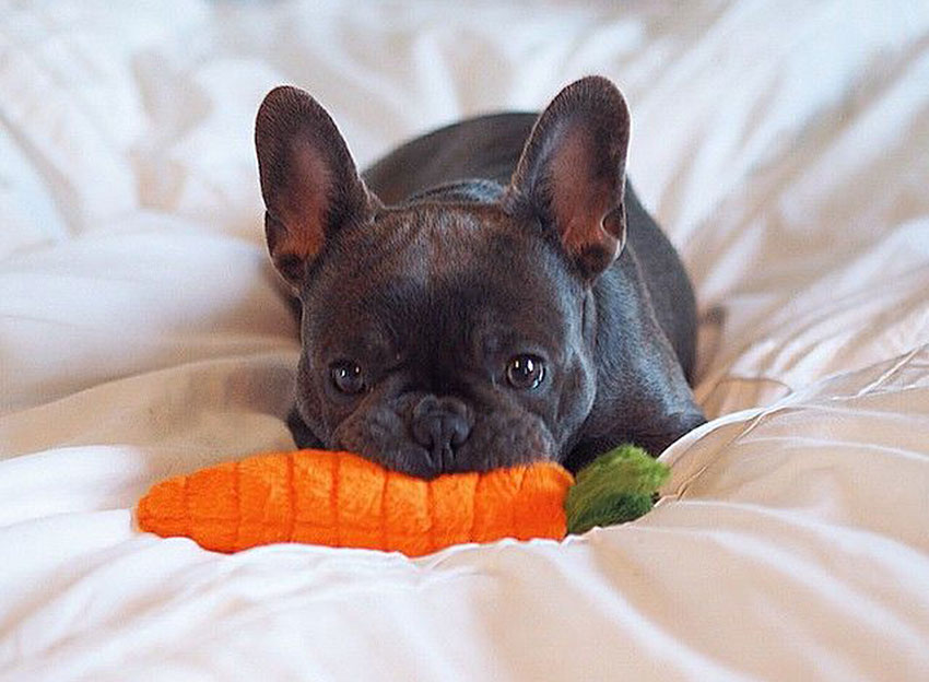 How to tell you are a French Bulldog owner 1
