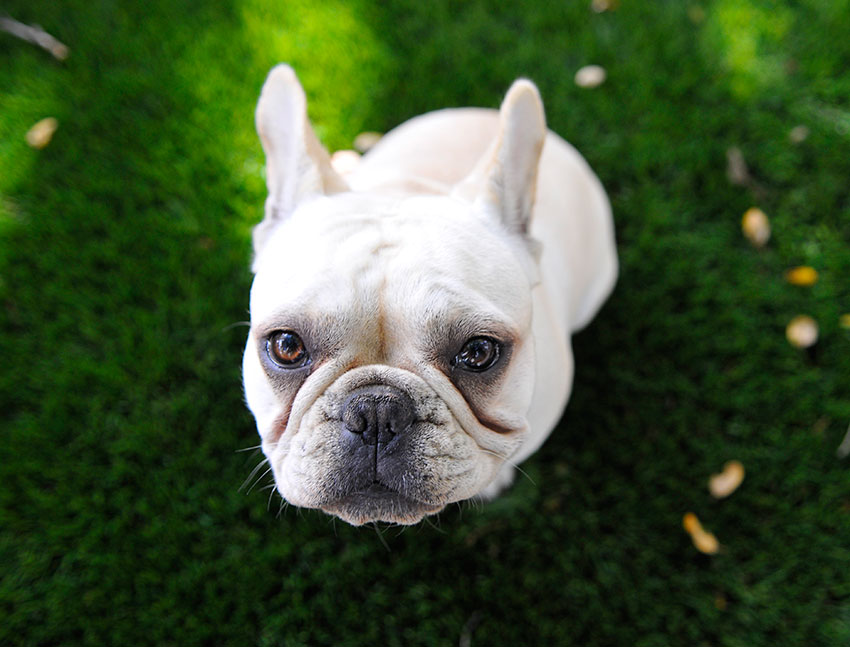 How to tell you are a French Bulldog owner 2