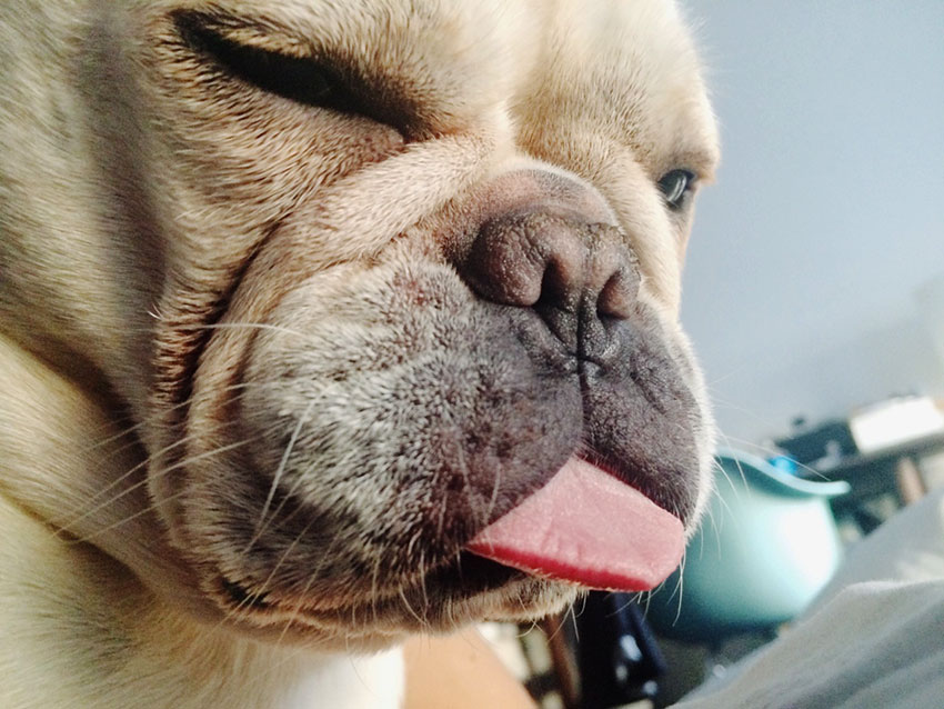 How to tell you are a French Bulldog owner 3
