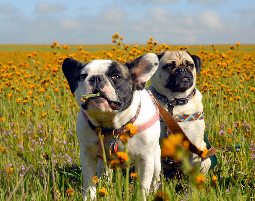 How to tell you are a French Bulldog owner 4