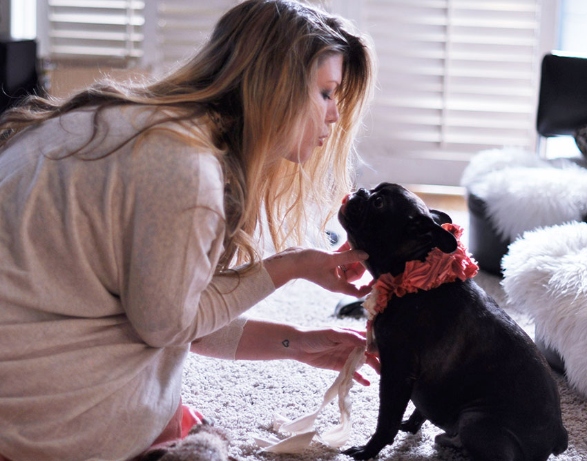 How to tell you are a French Bulldog owner 5