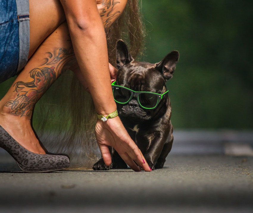 How to tell you are a French Bulldog owner 5