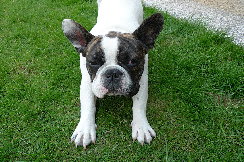 How to tell you are a French Bulldog owner 7