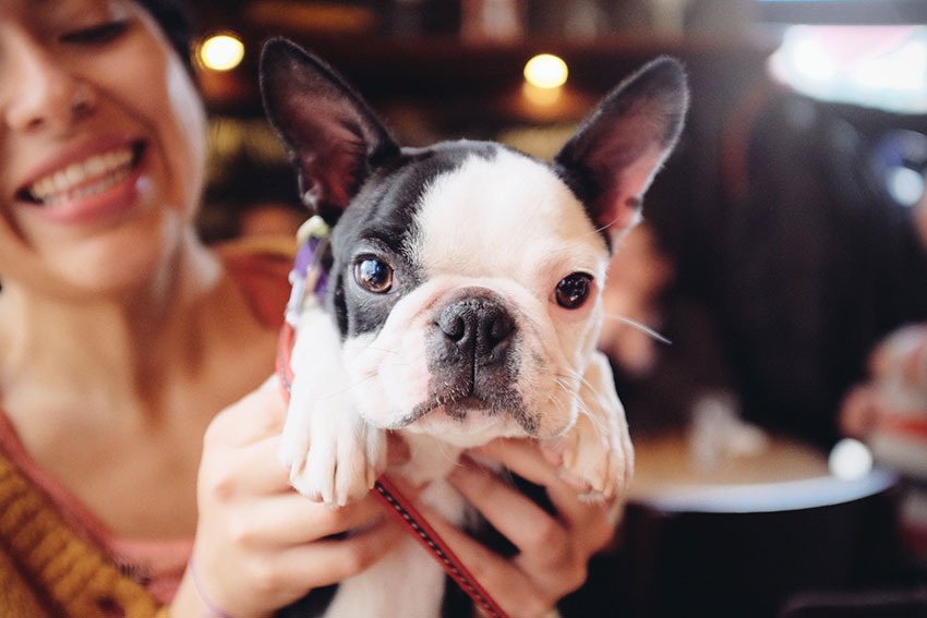 How to tell you are a French Bulldog owner 8