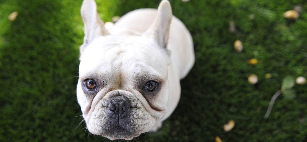 How to tell you are a French Bulldog owner