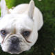 How to tell you are a French Bulldog owner