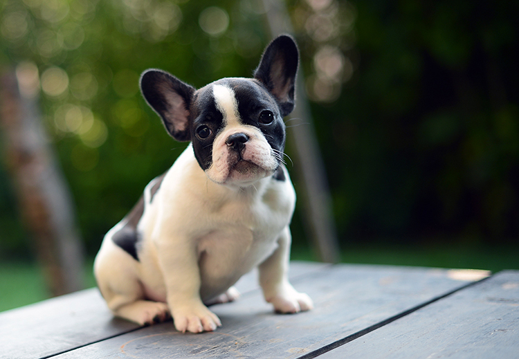 mini frenchie