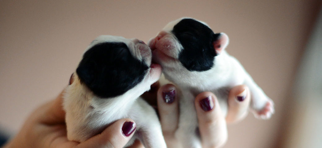 New Panda litter