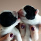 New Panda litter