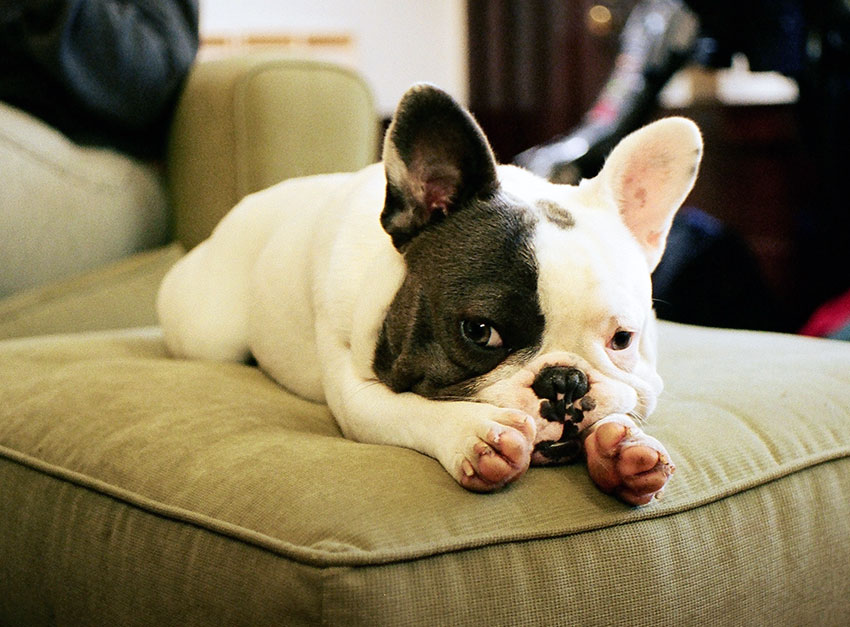 Separation anxiety in french bulldog 1
