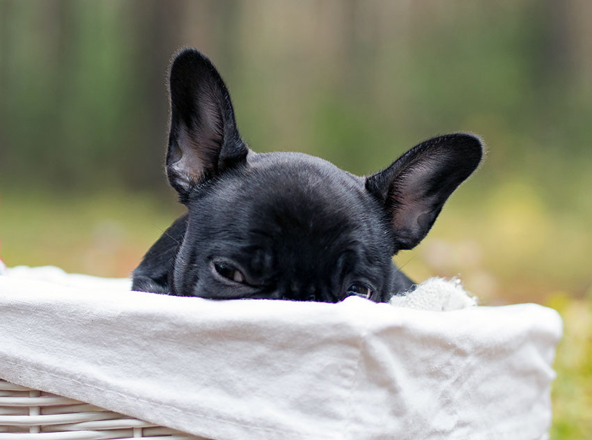 Separation anxiety in french bulldog 2