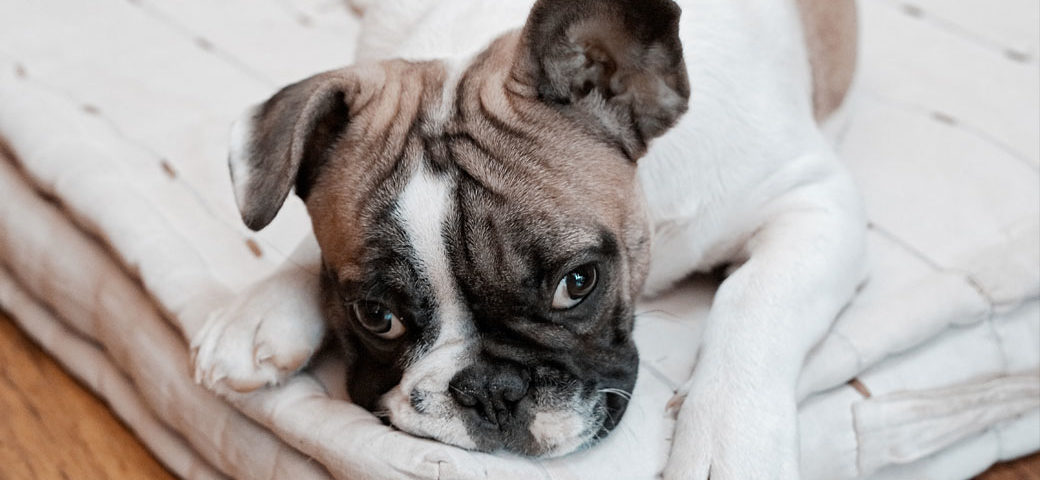 Separation anxiety in french bulldog