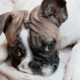 Separation anxiety in french bulldog